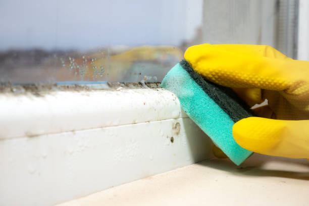 Best Basement Mold Remediation in Independence, MO