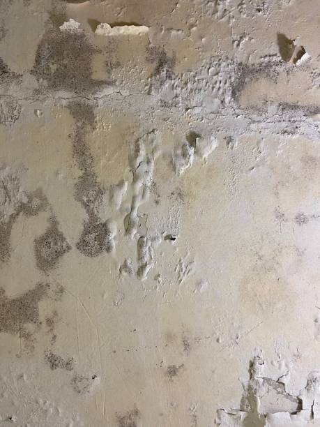 Best Mold Testing and Inspection Services in Independence, MO