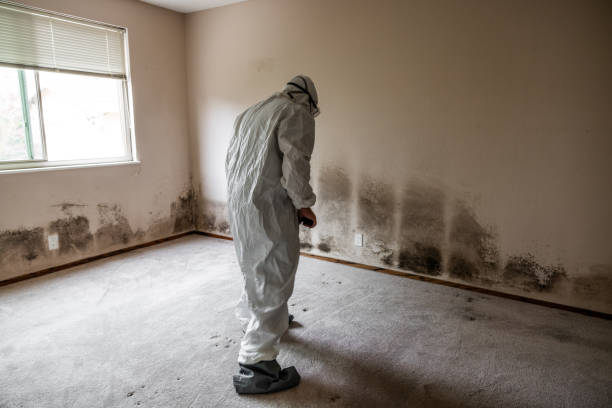Best Bathroom Mold Remediation in Independence, MO