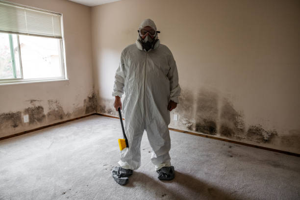 Best Post-Flood Mold Remediation in Independence, MO