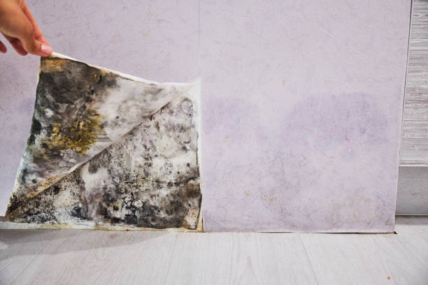 Best Attic Mold Remediation in Independence, MO